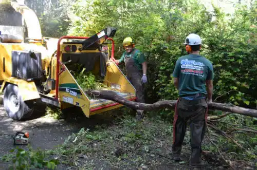 tree services Bergman